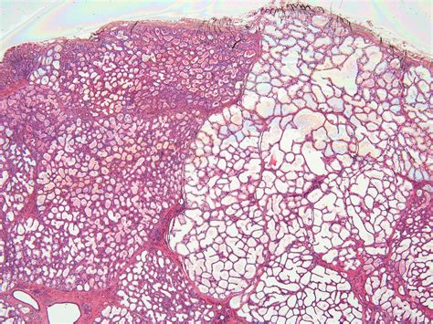 Histology Of Mammary Gland