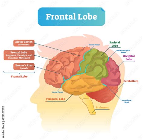 Frontal lobe vector illustration. Labeled diagram with brain part ...