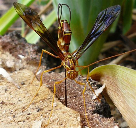 The Kittalog: Giant ichneumon wasp (Megarhyssa macrurus)