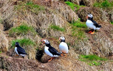 puffins, Newfoundland, Birds, Canada Wallpapers HD / Desktop and Mobile ...