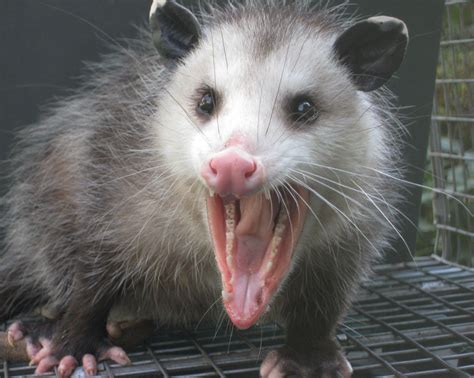 Opossum | Opossum, Possum, Cute animals