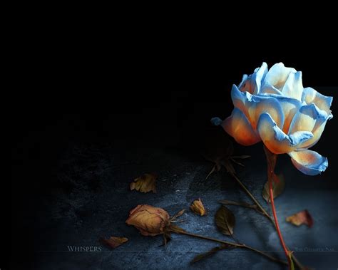 Dark Flowers Wallpapers - Wallpaper Cave