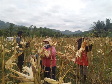 Musim Kemarau, Petani Menoreh Sukses Panen Raya Jagung - Pemerintah ...