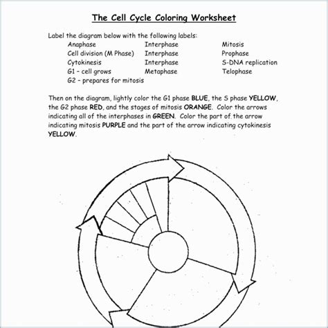 Cell Cycle Drawing Worksheet at PaintingValley.com | Explore collection ...