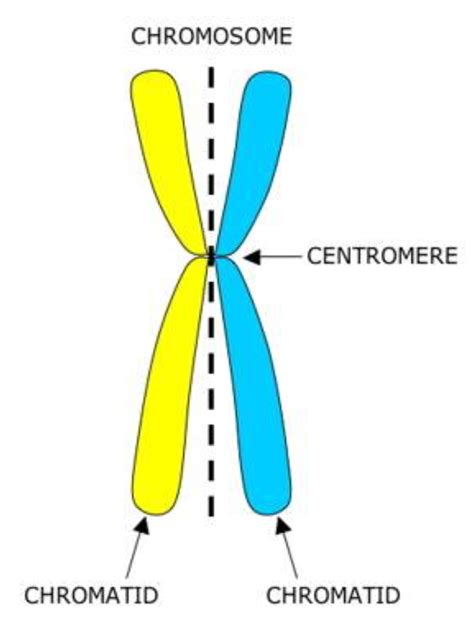 Centromere Structure