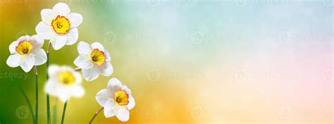 Spring flowers of daffodils. 9961495 Stock Photo at Vecteezy