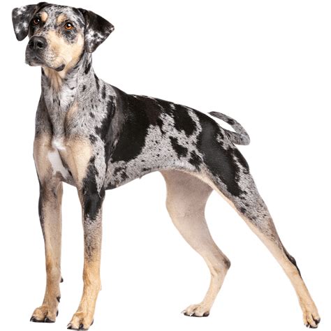 Catahoula Leopard Dog Dog Breed Information - Dognomics