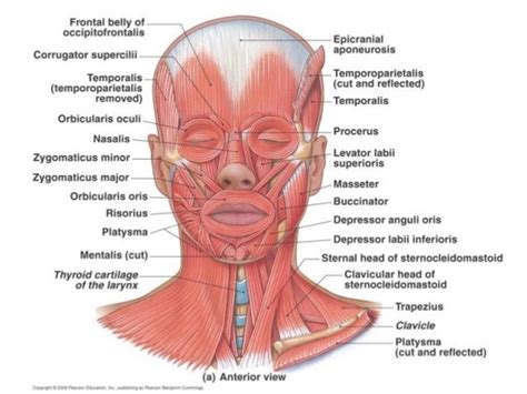 Neck muscle anatomy, Human muscle anatomy, Facial muscles anatomy