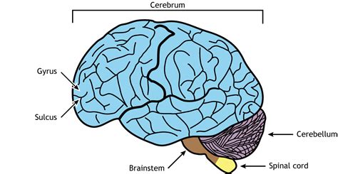 External Brain Anatomy – Foundations of Neuroscience