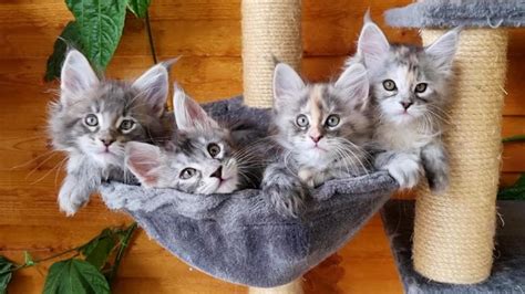 Four Sleepy Kittens Yawning in a Basket - Super Cute! - YouTube