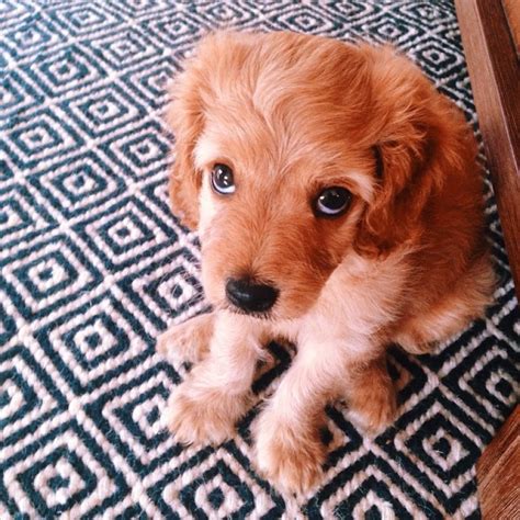 11 Times This Ridiculously Cute Mutt Made Us Yearn For Puppy Breath