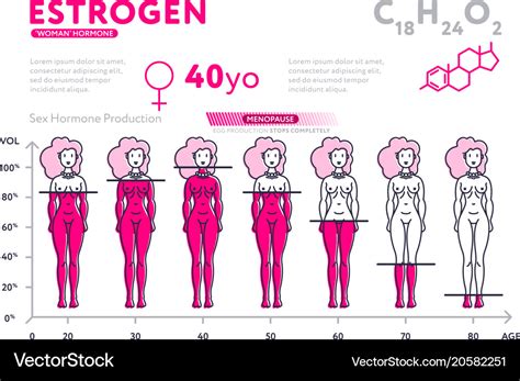 Representation female hormone during lifetime Vector Image