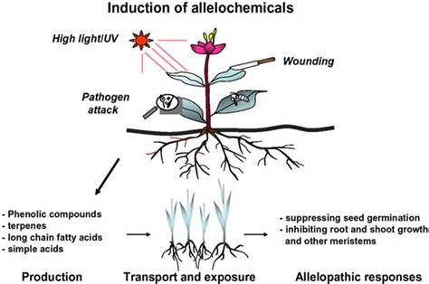 The importance of allelopathy in breeding new cultivars - Kil-Ung Kim ...