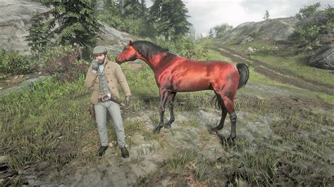 Red Chestnut Arabian Horse Location Rdr2 - YouTube