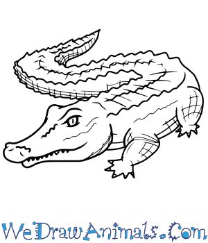 Realistic Baby Alligator Drawing - Dear Enemies