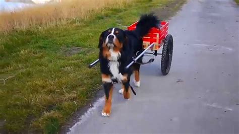 77+ Bernese Mountain Dog Pull Cart Photo - Bleumoonproductions