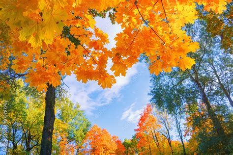 Autumn background landscape. Yellow color tree, red orange foliage in ...