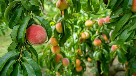 Peaches on Tree · Free Stock Photo