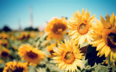 Sunflower HD Wallpapers on WallpaperDog