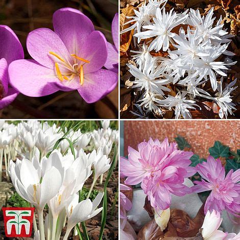 Colchicum Bulbs Collection | Thompson & Morgan