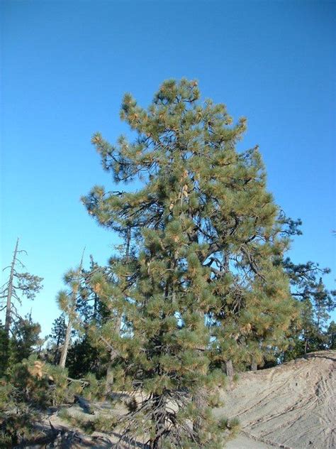 Pinus coulteri, Coulter Pine.