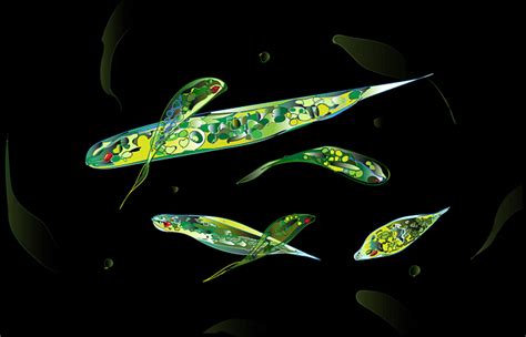 Euglena in microbiology movement, characteristics, and structure