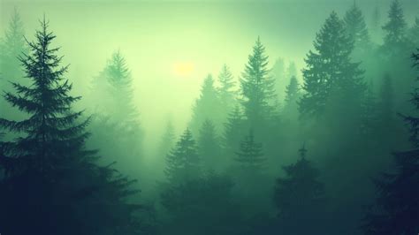 Forest Wallpaper - Green, 5K, Nature #19712