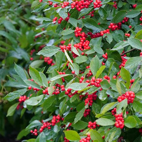 Berry Heavy Ilex | Spring Meadow - wholesale liners - Spring Meadow Nursery