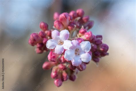 Viburnum bodnantense 'Dawn' Stock Photo | Adobe Stock