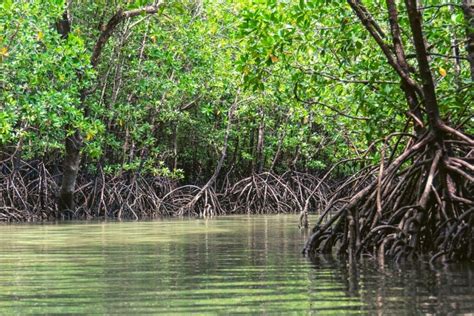 8 Most Beautiful Mangrove Forests in India You Have To Explore