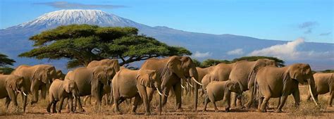 Mount Kilimanjaro National Park - Safari | Activities | Animals - Rhino ...