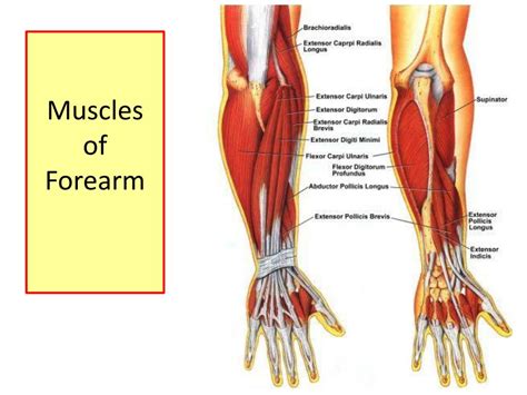 PPT - Muscles of the Forearm PowerPoint Presentation, free download ...