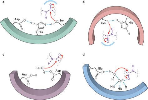 Protease mechanisms | Learn Science at Scitable