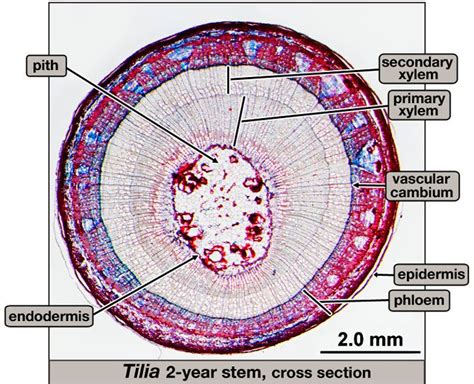 Tilia stem, c.s. (woody dicot) | Plant Anatomy II - Stem & Leaf ...