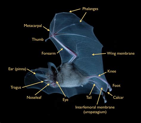 Bat Anatomy - Anatomical Charts & Posters