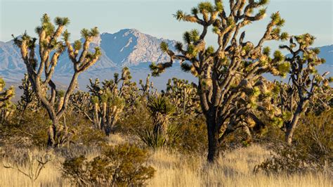 Biden to Name Nevada’s Spirit Mountain Area a National Monument - The ...