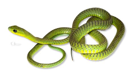 Boomslang (HX - Fauna of the Bissagos) · iNaturalist