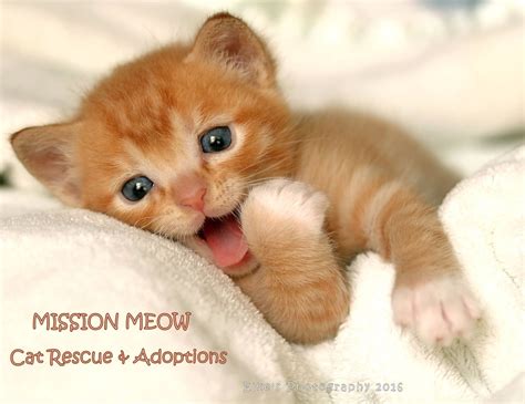 SINGLE KITTEN SYNDROME | Mission Meow Cats