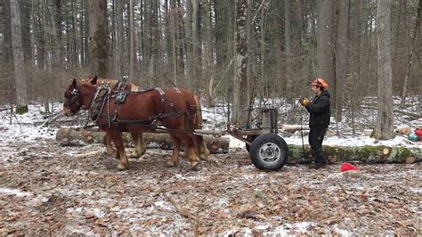 Horse Logging in Willsboro - Adirondack Explorer