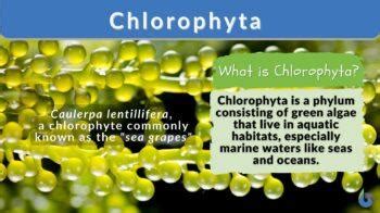 Chlorophyta - Definition and Examples - Biology Online Dictionary