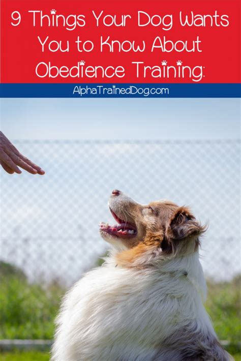 Obedience Training: 9 Things Your Dog Wants You to Know - Alpha Trained Dog