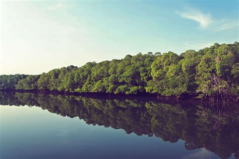 Mangrove forests in India | Times of India Travel