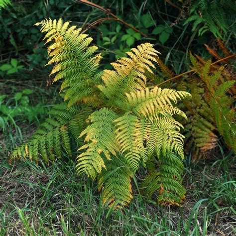 Wild Fern Free Stock Photo - Public Domain Pictures