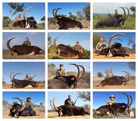 Sable Hunting | AfricaHunting.com