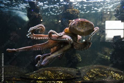 Octopus in the aquarium. Common octopus (Octopus vulgaris). Wild animal ...