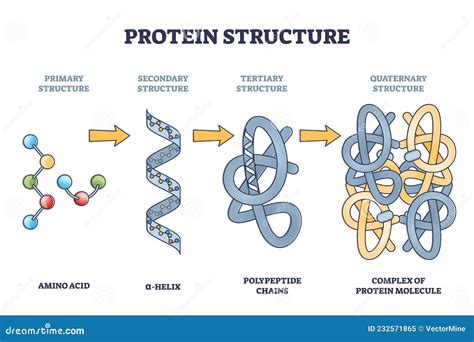 Protein Structure Levels from Amino Acid To Complex Molecule Outline ...