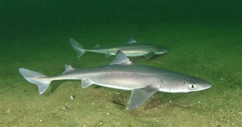 Top 10 Facts about Spiny Dogfish - ANIMALS