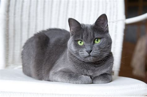 Facts About Russian Blue Cats | What You Need To Know About These Kitties