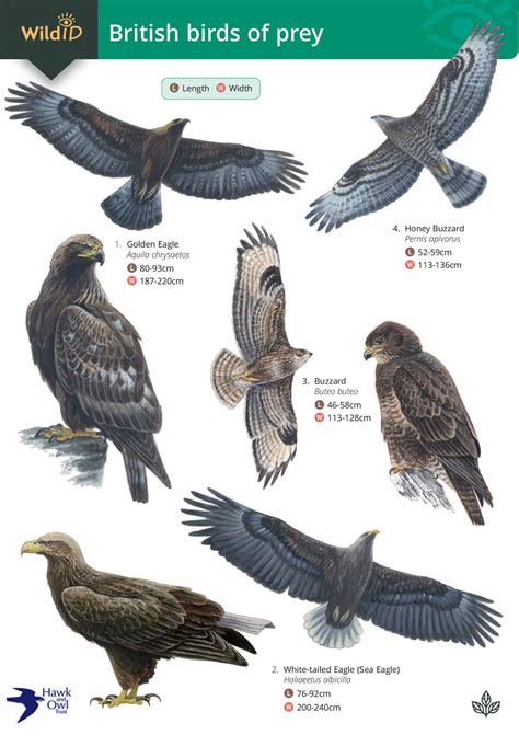 Birds of Prey guide – Field Studies Council