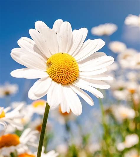 Top 25 Most Beautiful Daisy Flowers | Flowers photography, Daisy flower ...